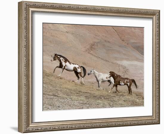 Two Paint Horses and a Grey Quarter Horse Running Up Hill, Flitner Ranch, Shell, Wyoming, USA-Carol Walker-Framed Photographic Print