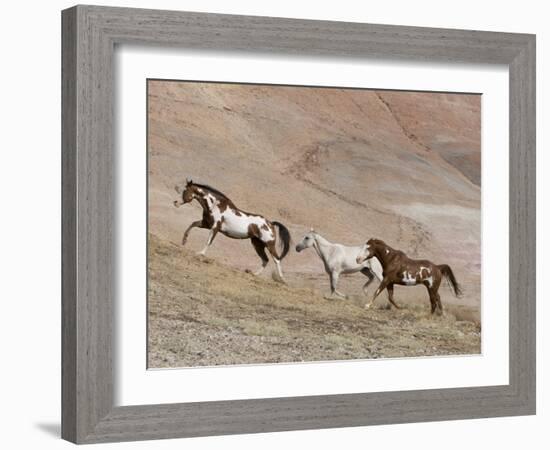 Two Paint Horses and a Grey Quarter Horse Running Up Hill, Flitner Ranch, Shell, Wyoming, USA-Carol Walker-Framed Photographic Print