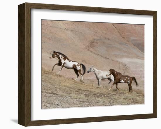 Two Paint Horses and a Grey Quarter Horse Running Up Hill, Flitner Ranch, Shell, Wyoming, USA-Carol Walker-Framed Photographic Print