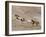 Two Paint Horses and a Grey Quarter Horse Running Up Hill, Flitner Ranch, Shell, Wyoming, USA-Carol Walker-Framed Photographic Print