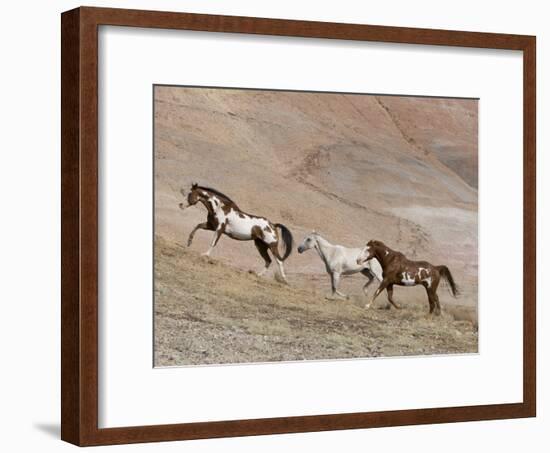 Two Paint Horses and a Grey Quarter Horse Running Up Hill, Flitner Ranch, Shell, Wyoming, USA-Carol Walker-Framed Photographic Print