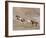 Two Paint Horses and a Grey Quarter Horse Running Up Hill, Flitner Ranch, Shell, Wyoming, USA-Carol Walker-Framed Photographic Print