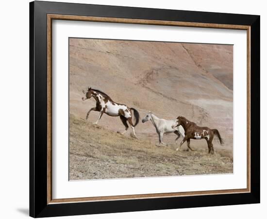 Two Paint Horses and a Grey Quarter Horse Running Up Hill, Flitner Ranch, Shell, Wyoming, USA-Carol Walker-Framed Photographic Print