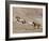 Two Paint Horses and a Grey Quarter Horse Running Up Hill, Flitner Ranch, Shell, Wyoming, USA-Carol Walker-Framed Photographic Print