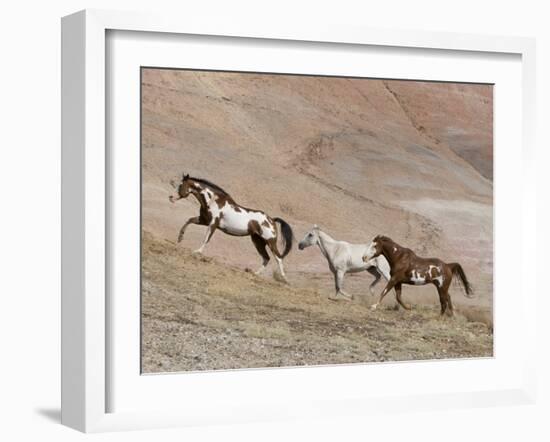 Two Paint Horses and a Grey Quarter Horse Running Up Hill, Flitner Ranch, Shell, Wyoming, USA-Carol Walker-Framed Photographic Print