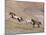Two Paint Horses and a Grey Quarter Horse Running Up Hill, Flitner Ranch, Shell, Wyoming, USA-Carol Walker-Mounted Photographic Print