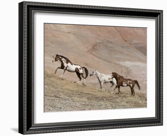 Two Paint Horses and a Grey Quarter Horse Running Up Hill, Flitner Ranch, Shell, Wyoming, USA-Carol Walker-Framed Photographic Print