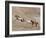 Two Paint Horses and a Grey Quarter Horse Running Up Hill, Flitner Ranch, Shell, Wyoming, USA-Carol Walker-Framed Photographic Print