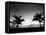 Two Palms BW-John Gusky-Framed Premier Image Canvas