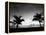 Two Palms BW-John Gusky-Framed Premier Image Canvas