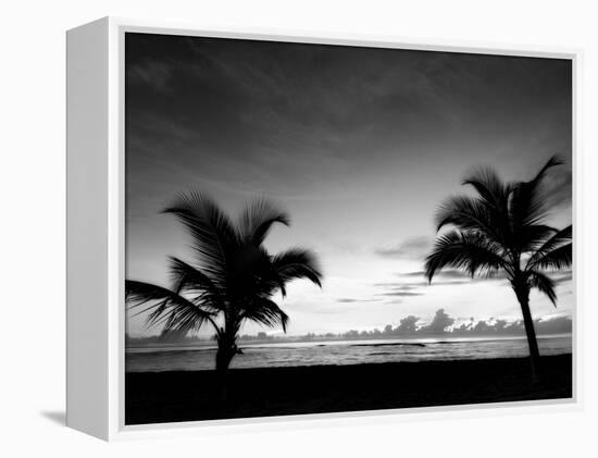 Two Palms BW-John Gusky-Framed Premier Image Canvas