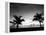 Two Palms BW-John Gusky-Framed Premier Image Canvas