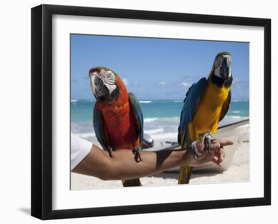 Two Parrots, Bavaro Beach, Punta Cana, Dominican Republic, West Indies, Caribbean, Central America-Frank Fell-Framed Photographic Print