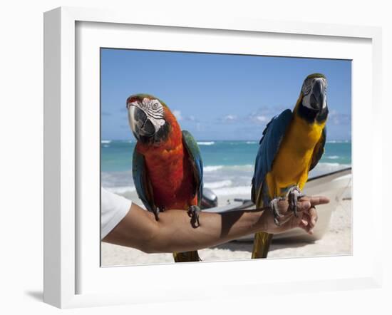 Two Parrots, Bavaro Beach, Punta Cana, Dominican Republic, West Indies, Caribbean, Central America-Frank Fell-Framed Photographic Print