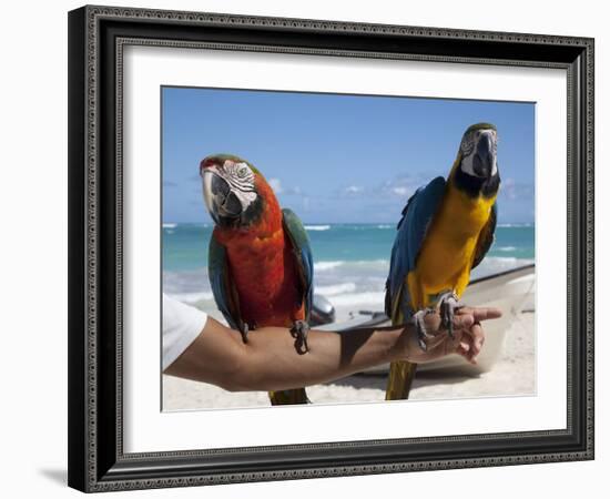 Two Parrots, Bavaro Beach, Punta Cana, Dominican Republic, West Indies, Caribbean, Central America-Frank Fell-Framed Photographic Print