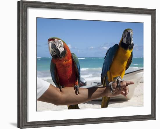 Two Parrots, Bavaro Beach, Punta Cana, Dominican Republic, West Indies, Caribbean, Central America-Frank Fell-Framed Photographic Print
