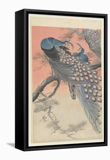 Two Peacocks on a Tree Branch, 1900-30 (Colour Woodcut)-Ohara Koson-Framed Premier Image Canvas