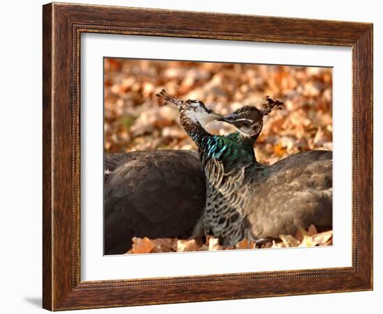 Two Peacocks Peck at Each Other Amidst Autumn Leaves in the Lazienki Park in Warsaw, Poland-null-Framed Photographic Print