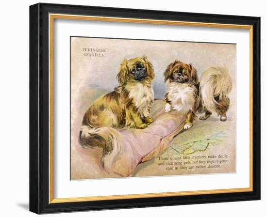 Two Pekingese Dogs and a Pink Cushion-null-Framed Art Print