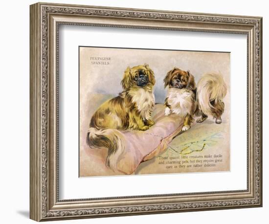 Two Pekingese Dogs and a Pink Cushion-null-Framed Art Print