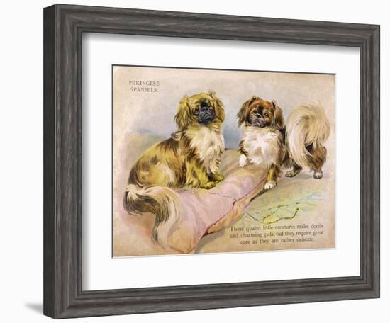 Two Pekingese Dogs and a Pink Cushion-null-Framed Art Print