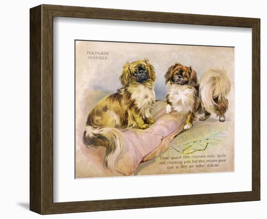 Two Pekingese Dogs and a Pink Cushion-null-Framed Art Print
