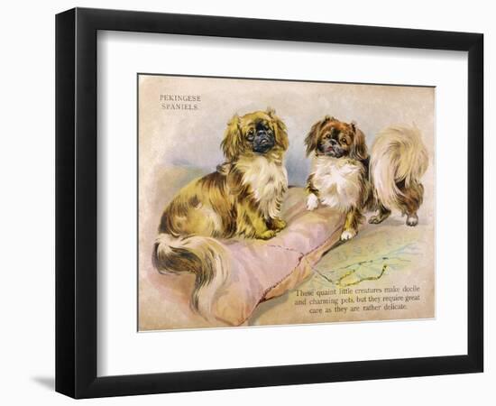 Two Pekingese Dogs and a Pink Cushion-null-Framed Art Print