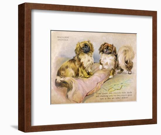 Two Pekingese Dogs and a Pink Cushion-null-Framed Art Print