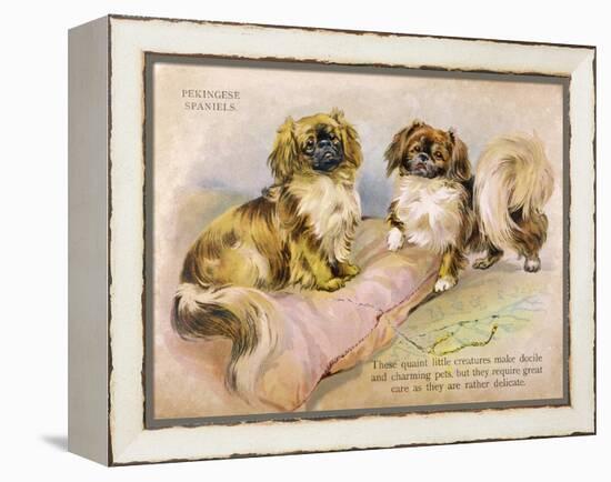 Two Pekingese Dogs and a Pink Cushion-null-Framed Stretched Canvas