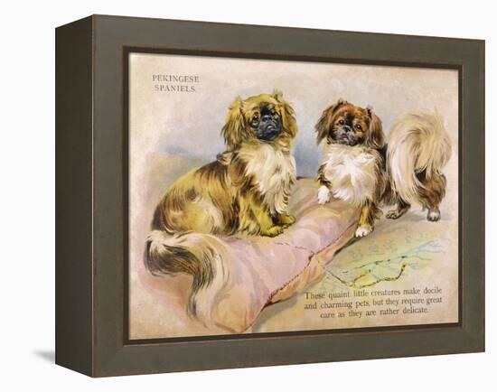 Two Pekingese Dogs and a Pink Cushion-null-Framed Stretched Canvas