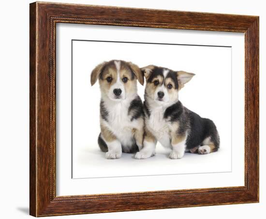 Two Pembrokeshire Welsh Corgi Pups, 9 Weeks Old, Ears Starting to Prick-Jane Burton-Framed Photographic Print