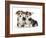 Two Pembrokeshire Welsh Corgi Pups, 9 Weeks Old, Ears Starting to Prick-Jane Burton-Framed Photographic Print