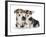 Two Pembrokeshire Welsh Corgi Pups, 9 Weeks Old, Ears Starting to Prick-Jane Burton-Framed Photographic Print