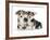 Two Pembrokeshire Welsh Corgi Pups, 9 Weeks Old, Ears Starting to Prick-Jane Burton-Framed Photographic Print