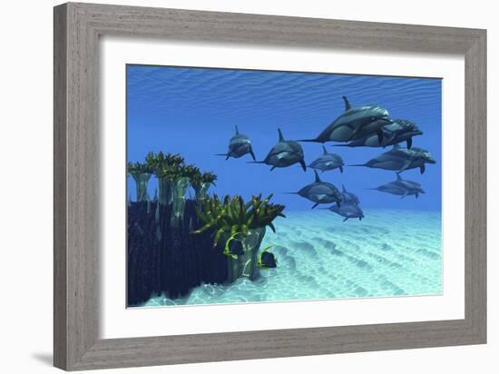 Two Pennant Fish Scamper Away from a Pod of Striped Dolphins-null-Framed Premium Giclee Print