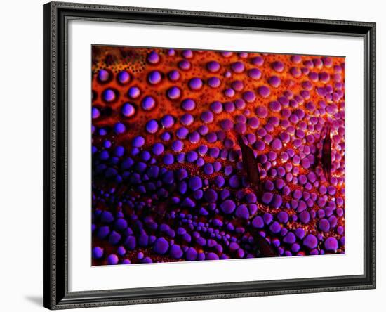 Two Periclemenes Soror Shrimps-Andrea Ferrari-Framed Photographic Print