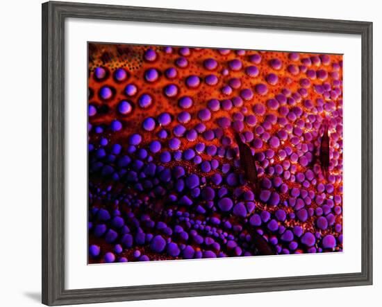 Two Periclemenes Soror Shrimps-Andrea Ferrari-Framed Photographic Print