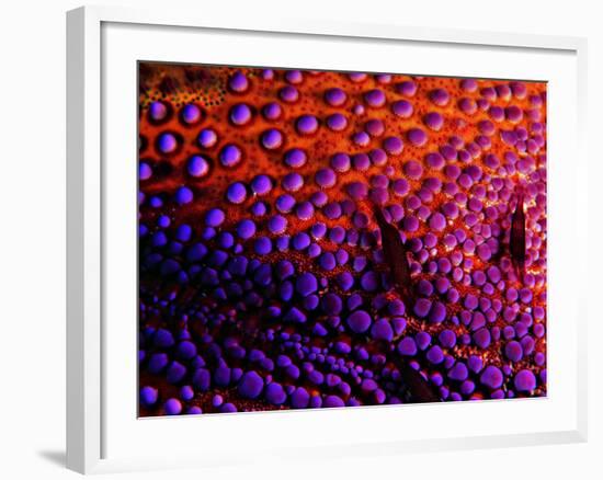 Two Periclemenes Soror Shrimps-Andrea Ferrari-Framed Photographic Print