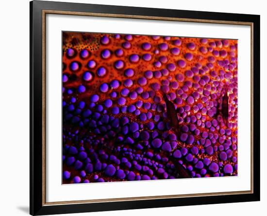 Two Periclemenes Soror Shrimps-Andrea Ferrari-Framed Photographic Print