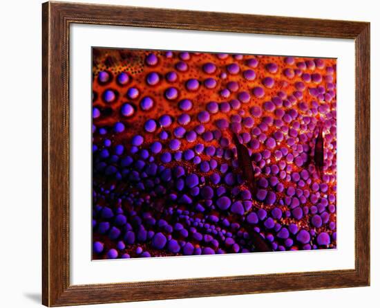 Two Periclemenes Soror Shrimps-Andrea Ferrari-Framed Photographic Print