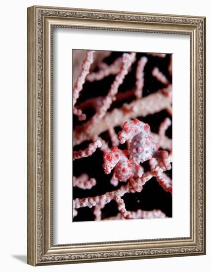 Two Pigmy-Seahorses (Hippocampus Bargibanti) on a Sea Fan, Komodo National Park, Indian Ocean.-Reinhard Dirscherl-Framed Photographic Print