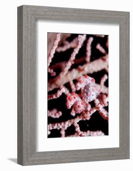 Two Pigmy-Seahorses (Hippocampus Bargibanti) on a Sea Fan, Komodo National Park, Indian Ocean.-Reinhard Dirscherl-Framed Photographic Print