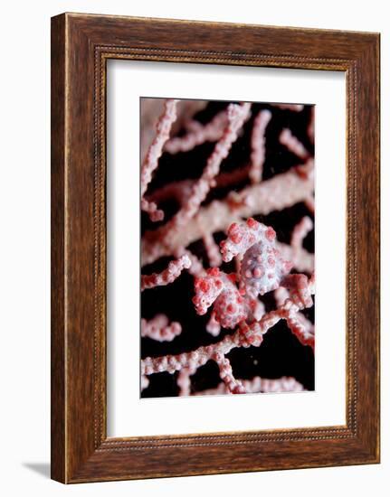 Two Pigmy-Seahorses (Hippocampus Bargibanti) on a Sea Fan, Komodo National Park, Indian Ocean.-Reinhard Dirscherl-Framed Photographic Print