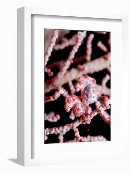 Two Pigmy-Seahorses (Hippocampus Bargibanti) on a Sea Fan, Komodo National Park, Indian Ocean.-Reinhard Dirscherl-Framed Photographic Print