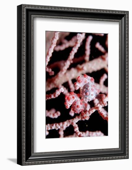 Two Pigmy-Seahorses (Hippocampus Bargibanti) on a Sea Fan, Komodo National Park, Indian Ocean.-Reinhard Dirscherl-Framed Photographic Print