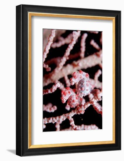 Two Pigmy-Seahorses (Hippocampus Bargibanti) on a Sea Fan, Komodo National Park, Indian Ocean.-Reinhard Dirscherl-Framed Photographic Print