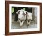Two Pigs Leaning Out of Pen-Keren Su-Framed Photographic Print