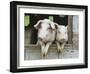 Two Pigs Leaning Out of Pen-Keren Su-Framed Photographic Print