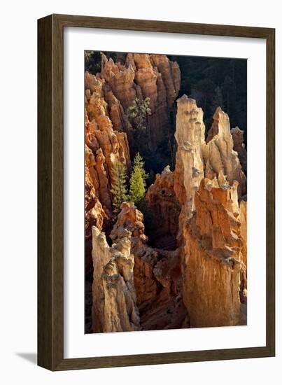 Two Pines-Danny Head-Framed Photographic Print