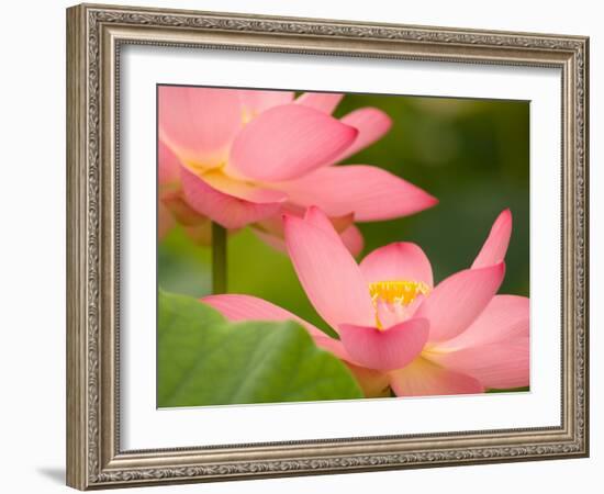 Two Pink Lotus Blossoms, Kenilworth Aquatic Gardens, Washington DC, USA-Corey Hilz-Framed Photographic Print